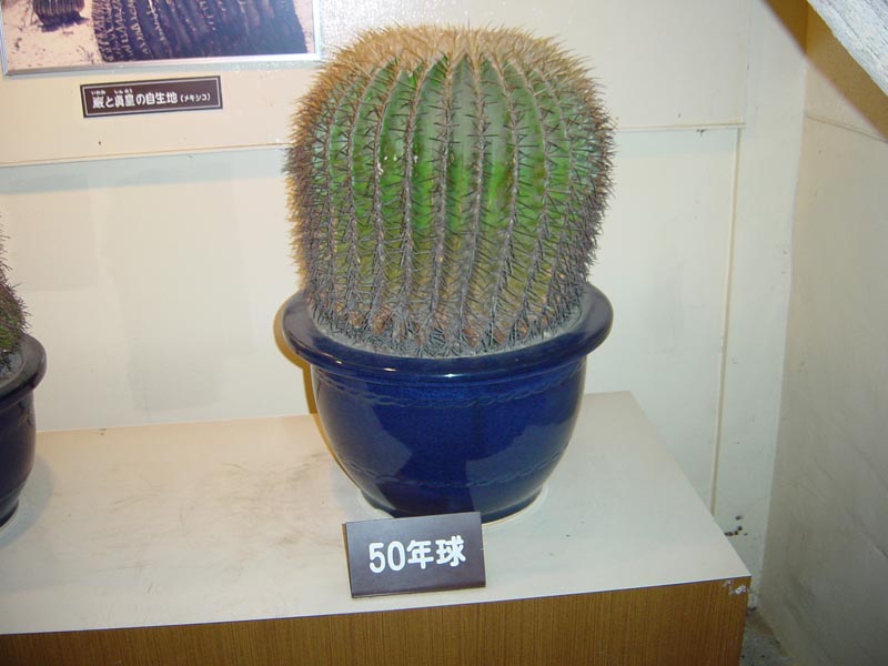 03cactus38
