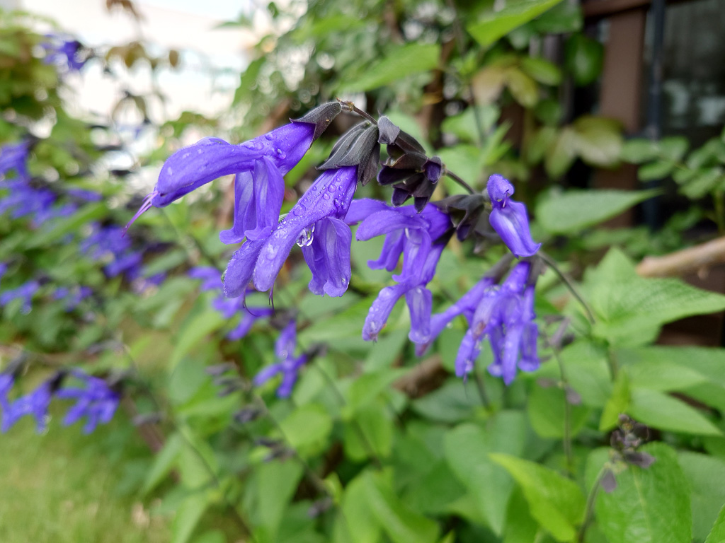 庭の花。